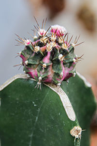 Close-up of succulent plant