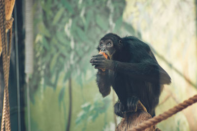 Monkey sitting on a tree