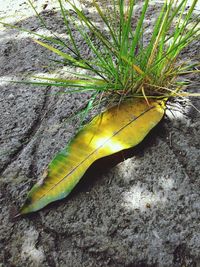 Close-up of leaves on field