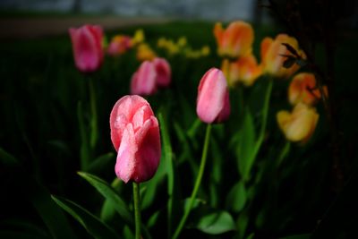 Close-up of pink tulips