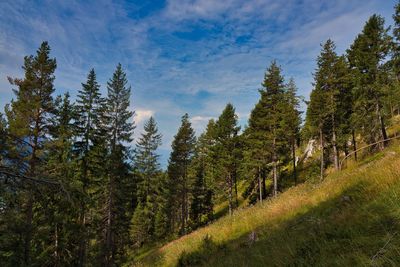 Pine trees in forest against sky