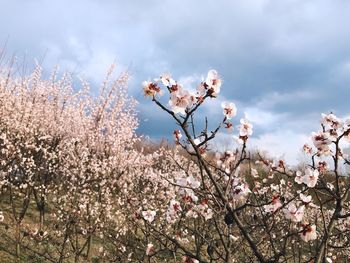 Cherry blossoms in spring