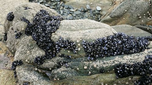 View of rocks in water