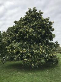 Trees on field against sky