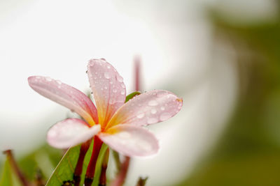 Close-up of wet pink flower