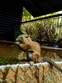 Close-up of squirrel