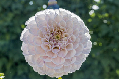 Close-up of white dahlia