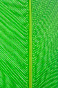 Close up green leaf texture background