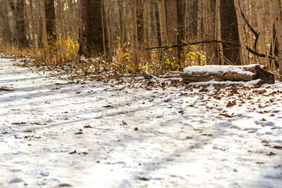 Trees in forest during winter