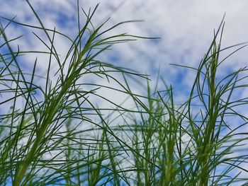 Low angle view of grass against sky