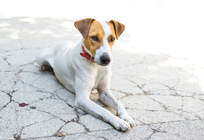 Portrait of dog sitting on stone wall