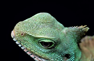 Close-up of lizard