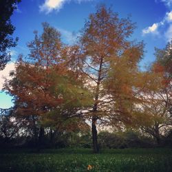 Trees on landscape against sky