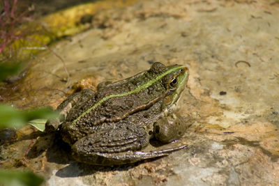 Close-up of frog on rock