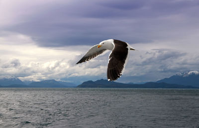 Seagull flying over sea