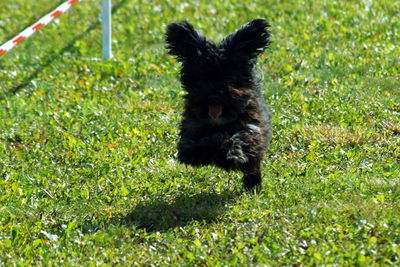 Dog on field