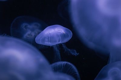 Jellyfish swimming in sea