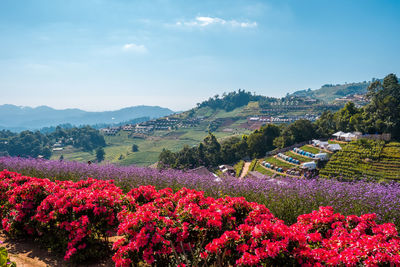 Scenic view of pink flowers on field against sky