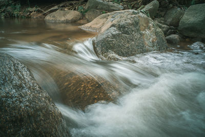 Scenic view of river in forest