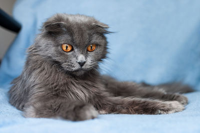 Close-up portrait of a cat looking away
