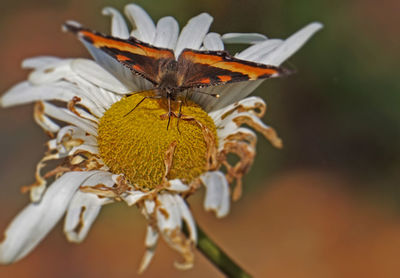 Close-up of butterfly pollinating on flower