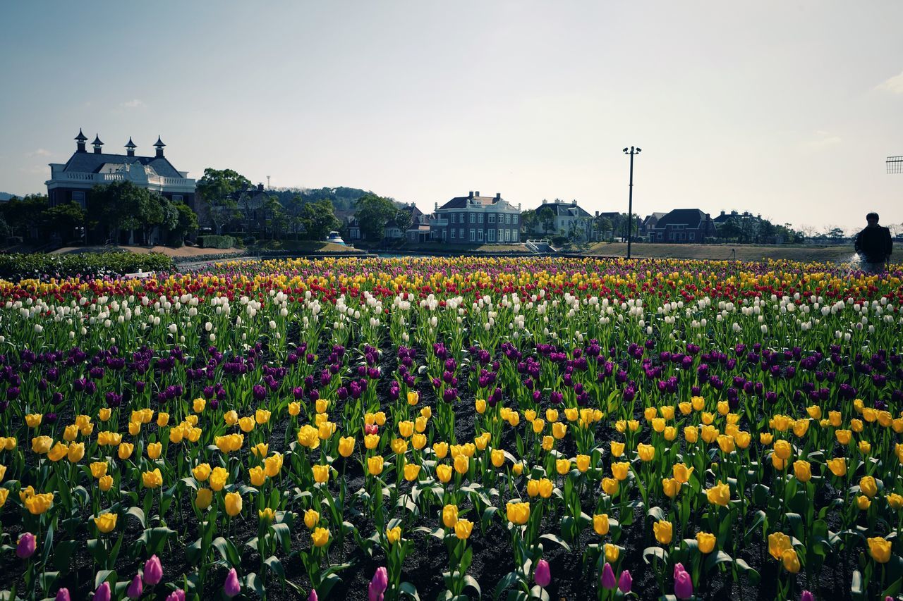 sky, crowd, flower, outdoors, clear sky, plant, tulip, nature, large group of people, freshness, night, people