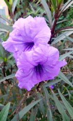 Close-up of purple flower blooming outdoors