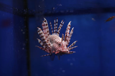 Close-up of fish swimming in aquarium