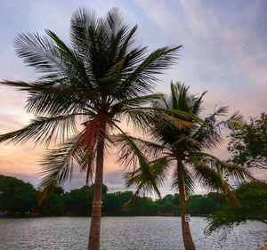 Palm tree by sea against sky