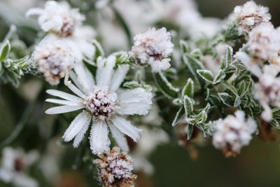 Close-up of frozen flowering plant
