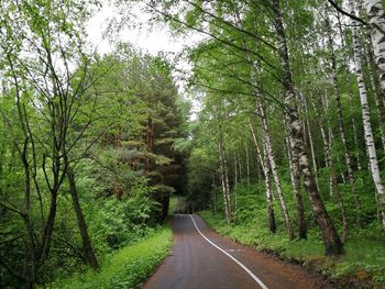 Road amidst trees in forest