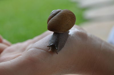 Close-up of snail on hand