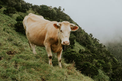 Cow standing on a mountain