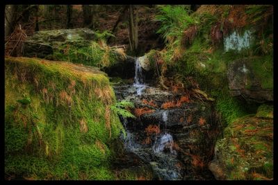 Stream flowing through rocks in forest