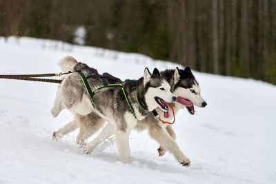 Running husky dog on sled dog racing. winter dog sport sled team competition. siberian husky dogs