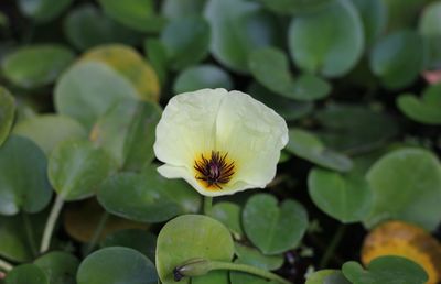 Close-up of flowering plant