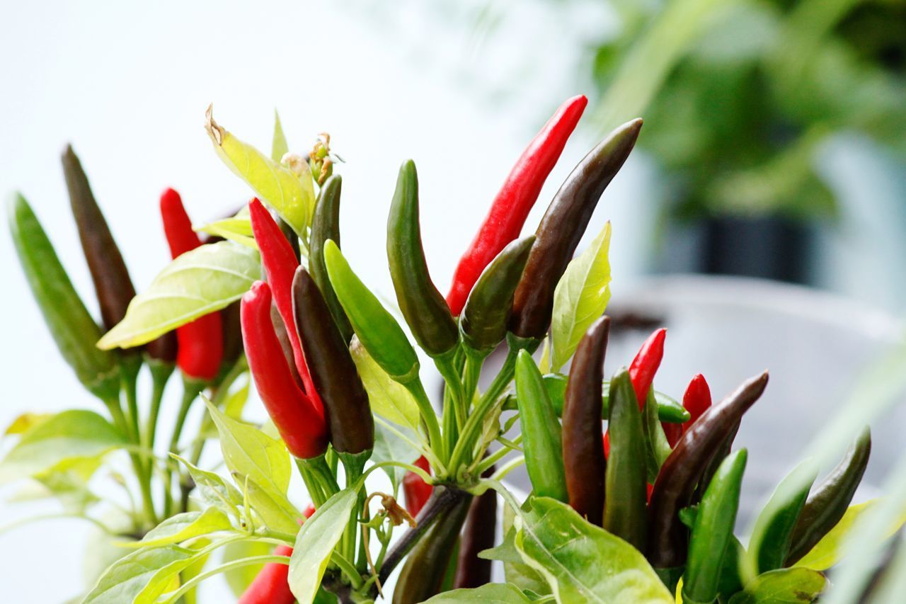 CLOSE-UP OF RED FLOWER