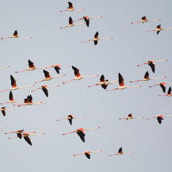 Low angle view of birds flying