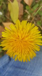 Close-up of yellow flower