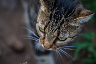 Tabby cat with green eyes looks away