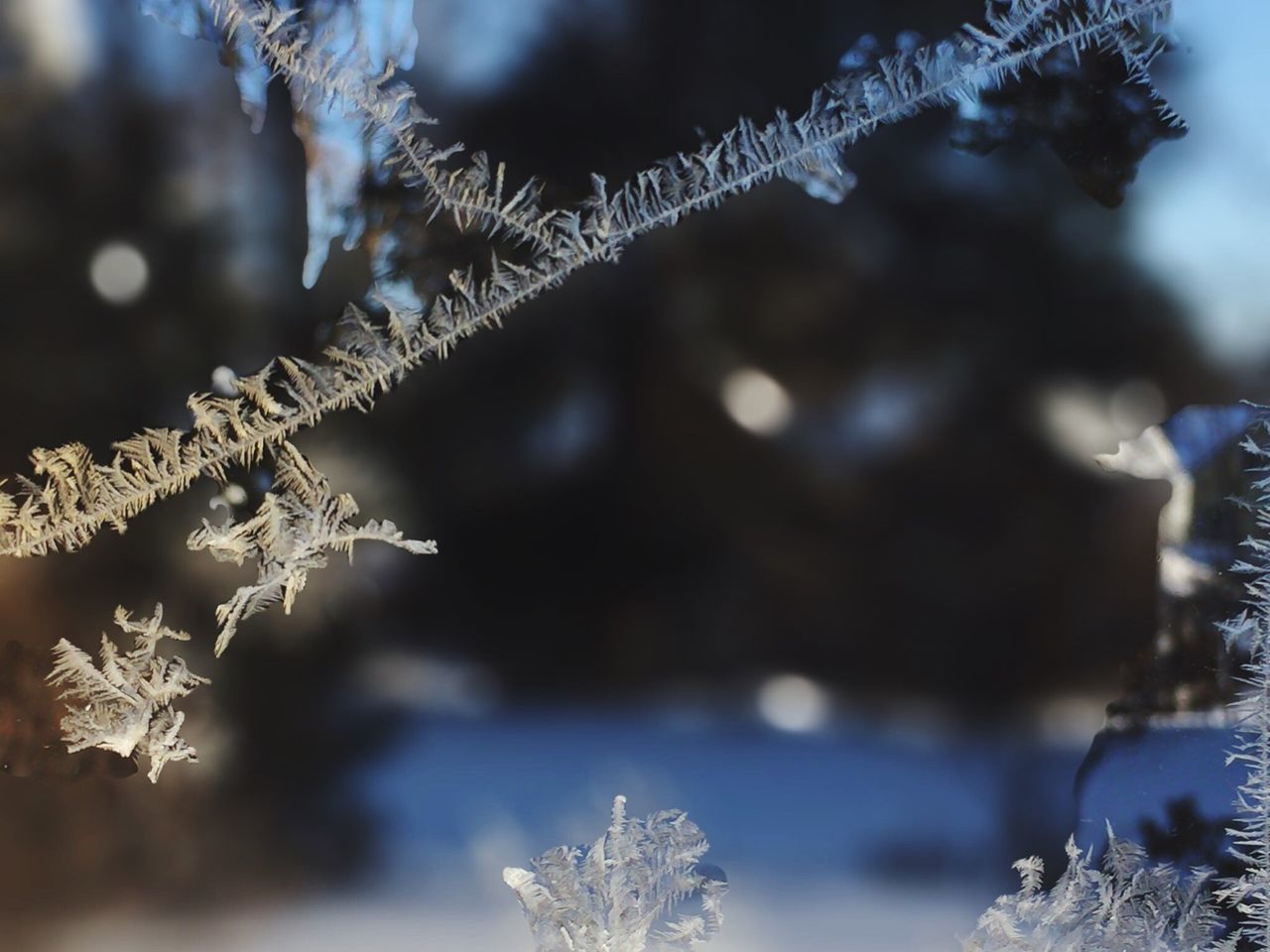 branch, growth, focus on foreground, tree, flower, nature, close-up, beauty in nature, winter, plant, cold temperature, fragility, freshness, snow, twig, selective focus, season, tranquility, stem, frozen
