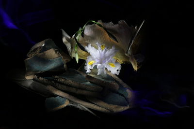 Close-up of purple rose flower against black background
