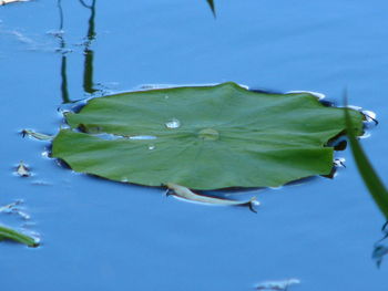 Close-up of water lily in lake against sky