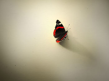 Close-up of red insect