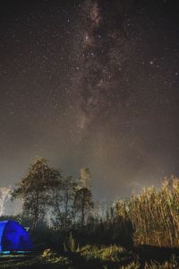 Trees against star field at night