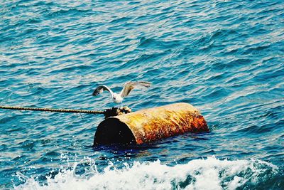 Bird perching on sea