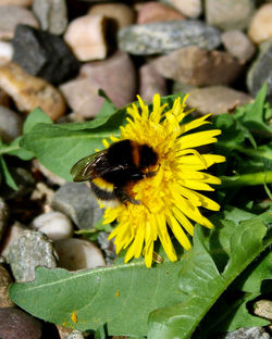 Close-up of bee pollinating on yellow flower