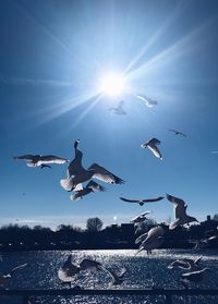 Low angle view of seagulls flying in sky