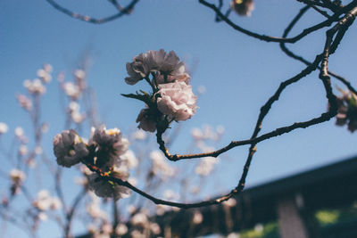 Close-up of flowers against blurred background