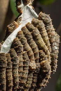 Close-up of caterpillars hanging on tree